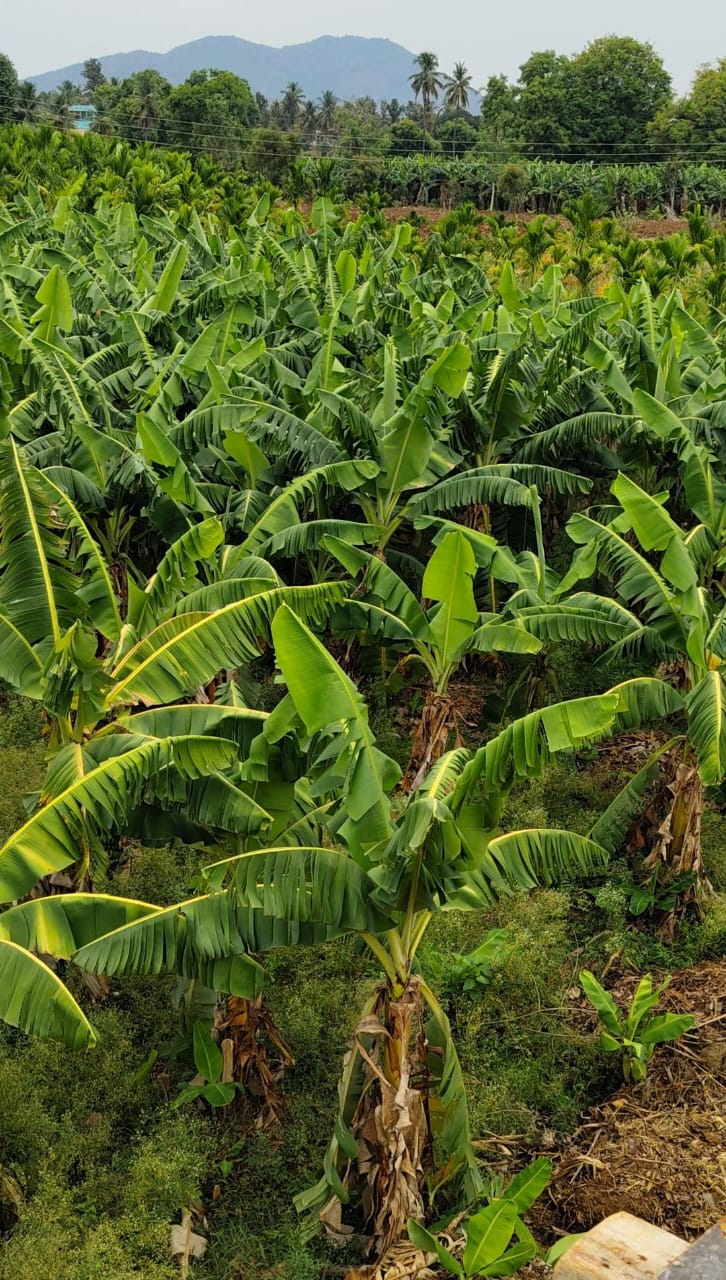 Agriculture Land