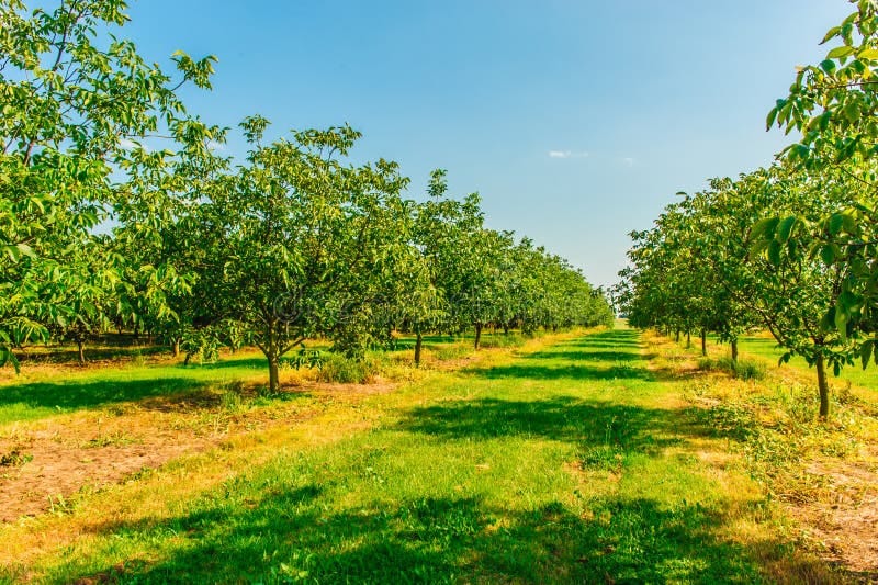 Farm Plots